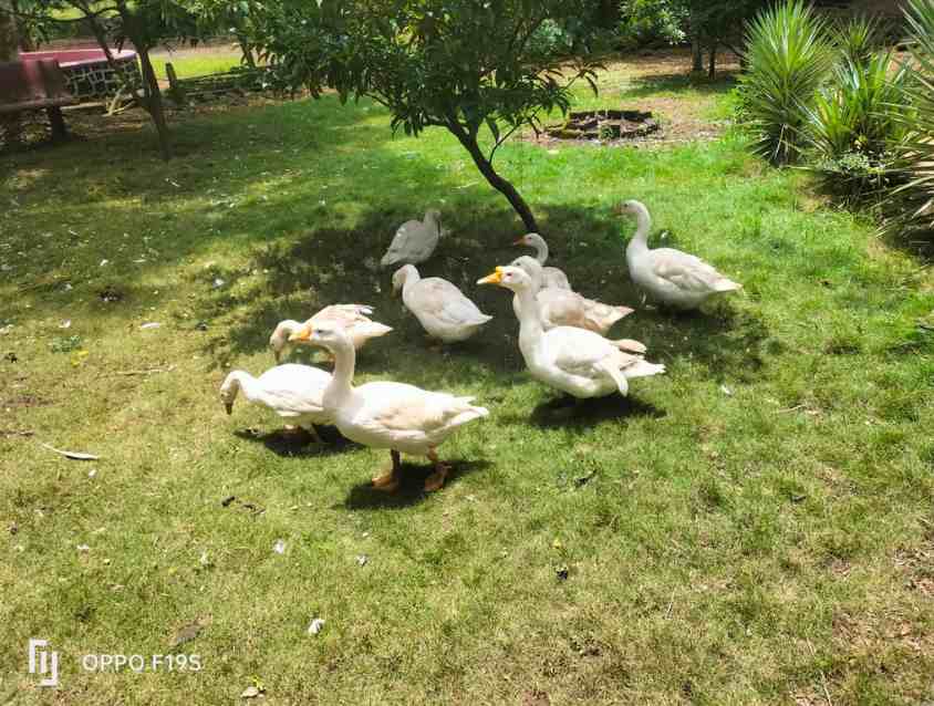 Farm Exotic Animals